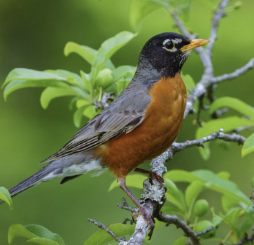 <ul><li><p>brownish back and an orange breast</p></li><li><p>ground feeder feeding on worms and grubs it located by sound</p></li><li><p>song resembles black headed grosbeak</p></li></ul><p></p>