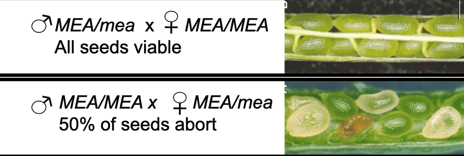 <ul><li><p>all seeds viable</p></li><li><p>50% of seeds abort</p></li></ul><p></p>