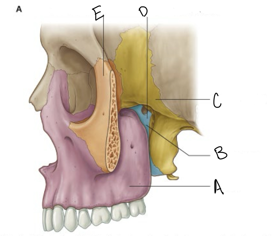 <p>what structure is labeled B?</p>
