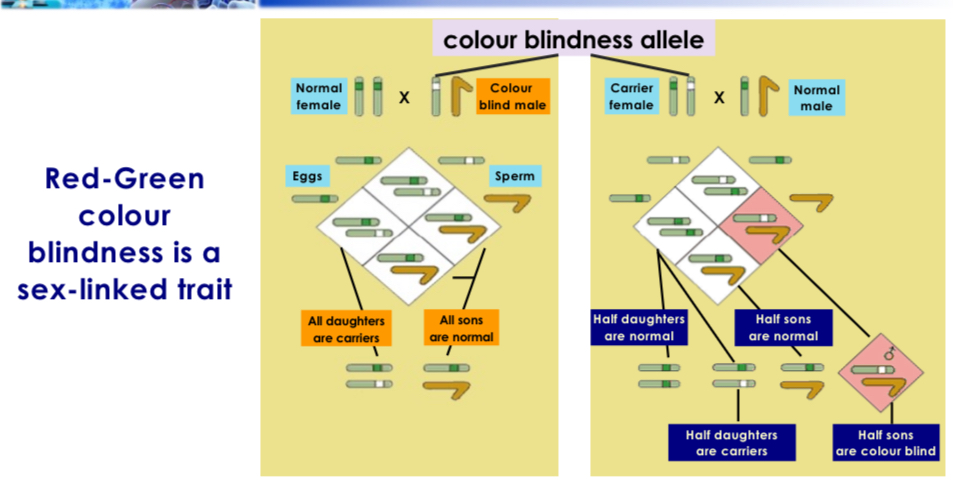 <p>Eye colour is sex linked, males cannot have red eyes because they inherited Y chromosome instead.</p>