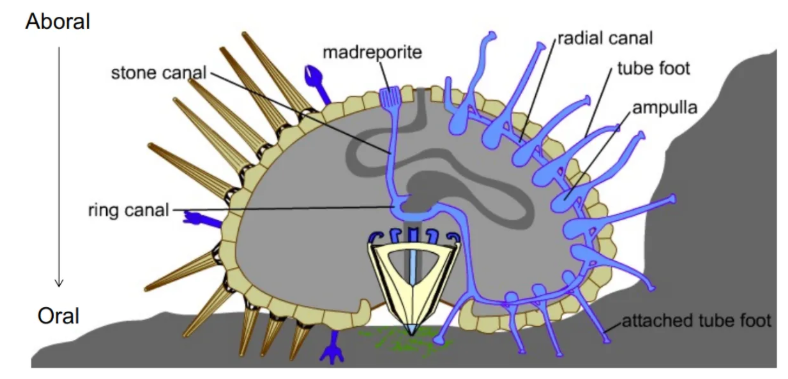 <ul><li><p>tube feet→ movement/ attachment to substrate</p></li><li><p>movement by hydrostatic pressure</p></li><li><p>extension of tube foot → muscle contraction</p></li><li><p>thousands of tube feet can be coordinated for movement</p></li></ul><p></p>