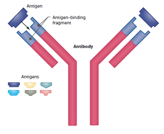 <p>Y-shaped specialised protein produced in response to a non-self-antigen.</p>