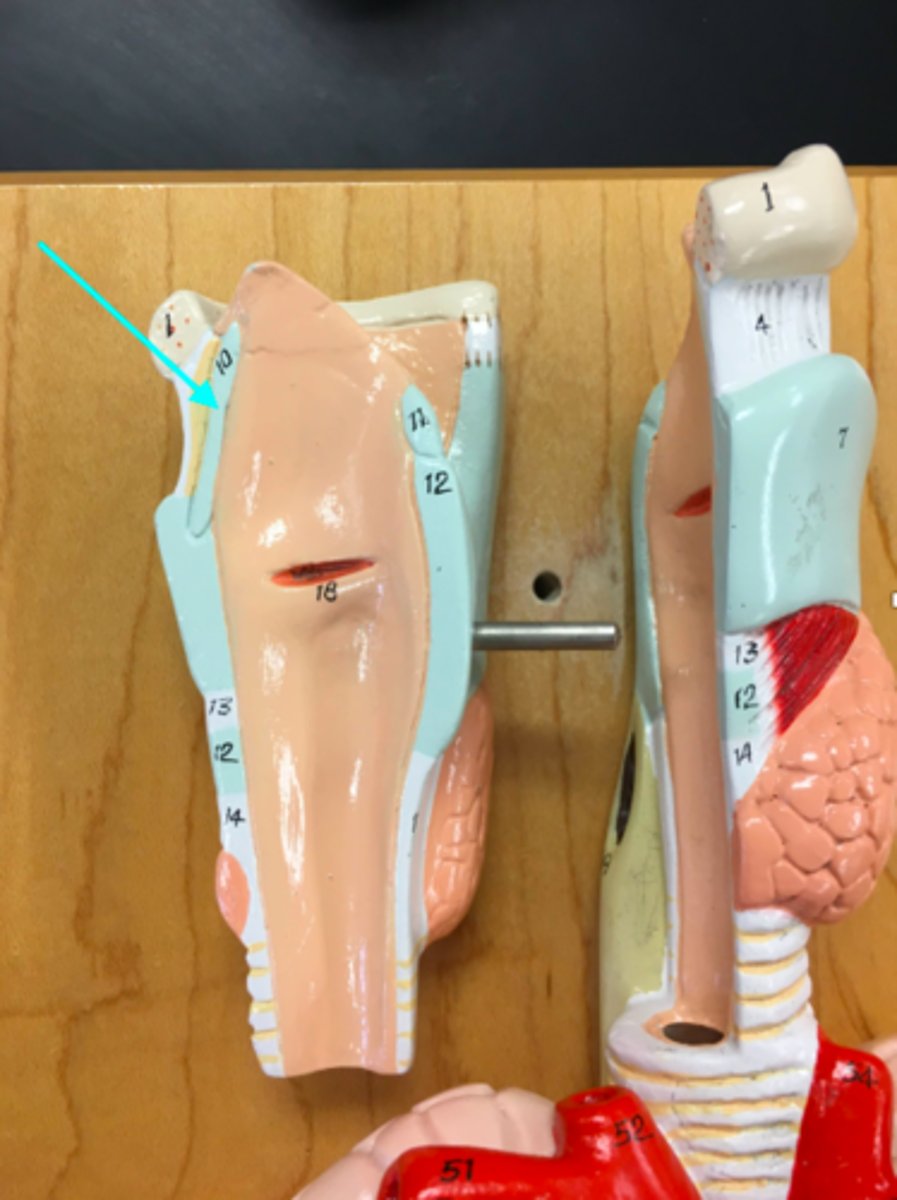 <p>What structure of the heart/lung model is the blue arrow pointing at?</p>