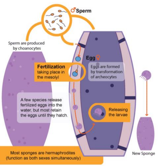 <p>Choanocytes differentiate into sperm (i.e., male gamete), while archeocytes differentiate into egg (i.e., female gamete), with fertilization occuring in the mesolyl.</p>