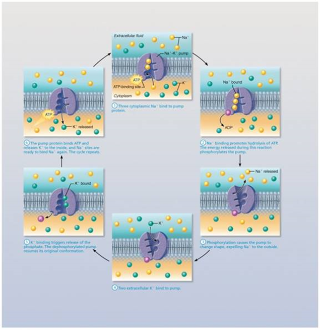 <p>required energy comes directly from ATP hydrolysis and this energy causes change in shape of transport protein (shape change causes ions bound to protein to be pumped across membrane ex of pumps: calcium, Na - k pumps)</p>