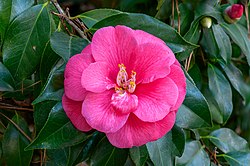 <p>Common Camellia</p>
