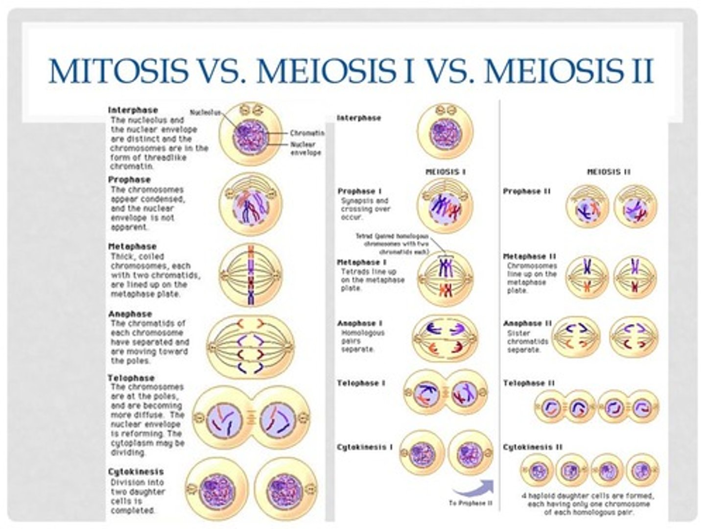 <p>1.) Mitosis 2n to 2n</p><p>Meiosis I 2n to 1n</p><p>Meiosis II 1n to 1n</p><p>In meiosis I, homologous chromosomes separate, resulting in two haploid daughter cells with replicated chromosomes. In meiosis II, sister chromatids separate, resulting in four haploid daughter cells with replicated chromosomes.</p>