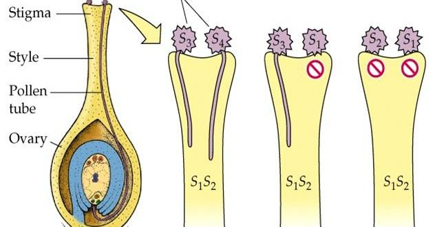 <p>Some plants have developed “Self-Incompatibility Genes”<br><br>In the anther, the mother diploid cell that goes through meiosis I and meiosis II to produce those 4 haploid pollen grain cells, passes on those self-compatibility genes from the parent plant.</p><p>So when pollen reaches the stigma of the same plant, the self-incompatibility mechanism will prevent fertilization from happening successfully in different ways:</p><ol><li><p>By preventing the pollen grain from forming a pollen tube<br>OR</p></li></ol><ol start="2"><li><p>Allowing the pollen grain to form the pollen tube, but prevent it from entering the style<br>OR</p></li><li><p>Allowing the pollen grain to form the pollen tube and enter the ovule, but have the pollen grain degenerate before fertilization can happen<br>OR</p></li><li><p>Allowing fertilization to happen, but having the embryo degenerate before it ever grows.</p></li></ol><p></p>