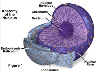 <p>surrounds the nucleus</p><p>double membrane</p><p>has pores that regulate entry and exit of materials from the cell</p><p>continuous with the ER membrane</p><p>contains a nucleolus(in the nucleus)</p>