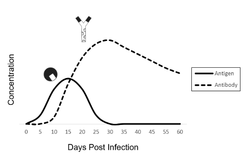 <p>After infecting a person, a virus multiplies in the body and the</p><p>concentration of viral antigens increases.</p><p>Soon after infection, the immune system kicks in and starts producing antibodies.</p><p>As the antibody concentration increases, antibodies bind to viruses <span style="font-size: 1.6rem">and target them for destruction by </span>the immune system.</p><p>Eventually, the viral antigen concentration drops, the infection is cleared, and the person recovers</p>