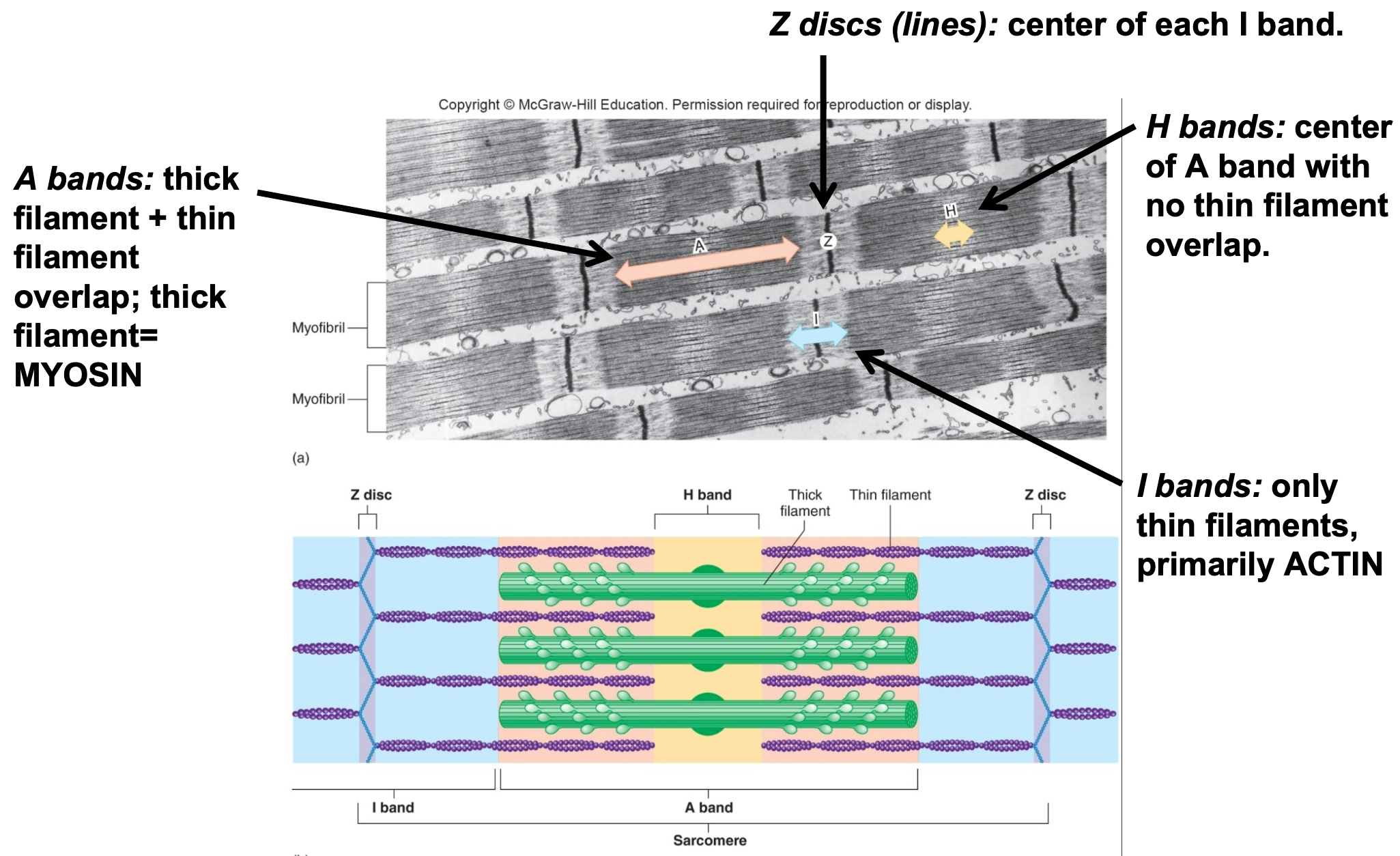 
1. Sarcomere
2. A bands

   
   1. Thick filament + thin filament overlap
   2. Thick filament = MYOSIN
3. Z discs (lines)

   
   1. Center of each I band
4. H bands

   
   1. Center of A band
   2. No thin filament overlap
5. I bands

   
   1. Only thin filaments 
   2. Primarily ACTIN