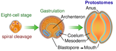 <ul><li><p>blastopore becomes the mouth, anus second opening</p></li></ul><p></p>