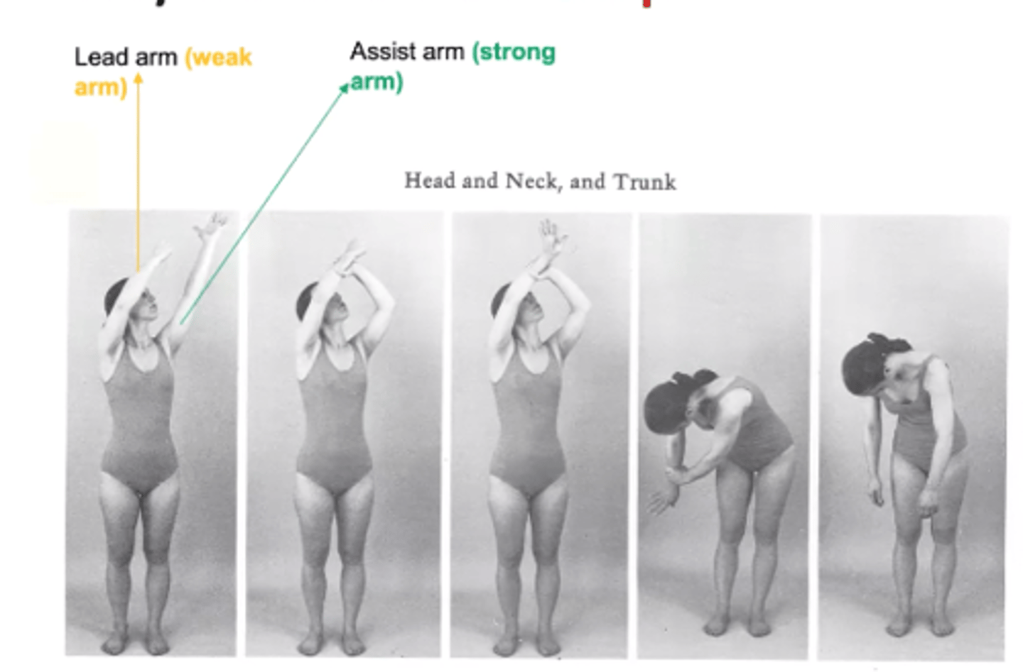 <p>Lead arm= Weak arm begins in D1 Flex --> D1 ext</p><p>Strong arm = holds from the top of the wrist and moves into D2 ext</p><p>Remember: we don't chop our legs</p><p>So Chops only happen for weak arm doing D1 flex<>ext</p><p>(used as HEP PNF)</p>