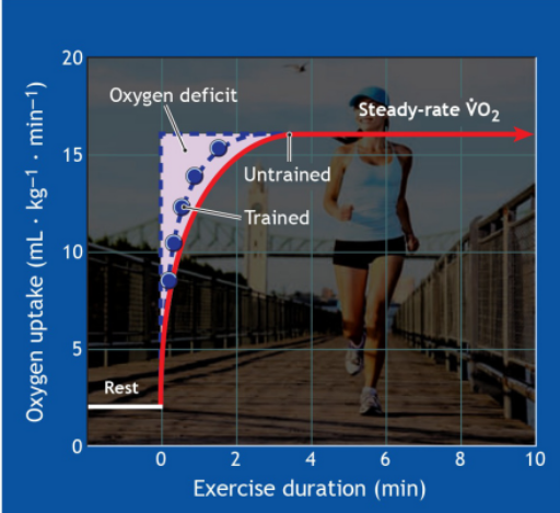 <p>O2 deficit represents the difference between total VO2 during activity and additional amount that would have been consumed had steady- rate aerobic metabolism occurred immediately at start - a warm up can help </p><ul><li><p>if its too big youre burning sugars when you shouldnt be </p></li></ul><p></p>
