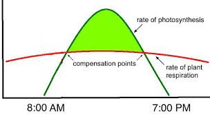 <p>When photosynthesis and respiration proceed at the same rate, so that there is no net gain or loss of carbohydrate</p>