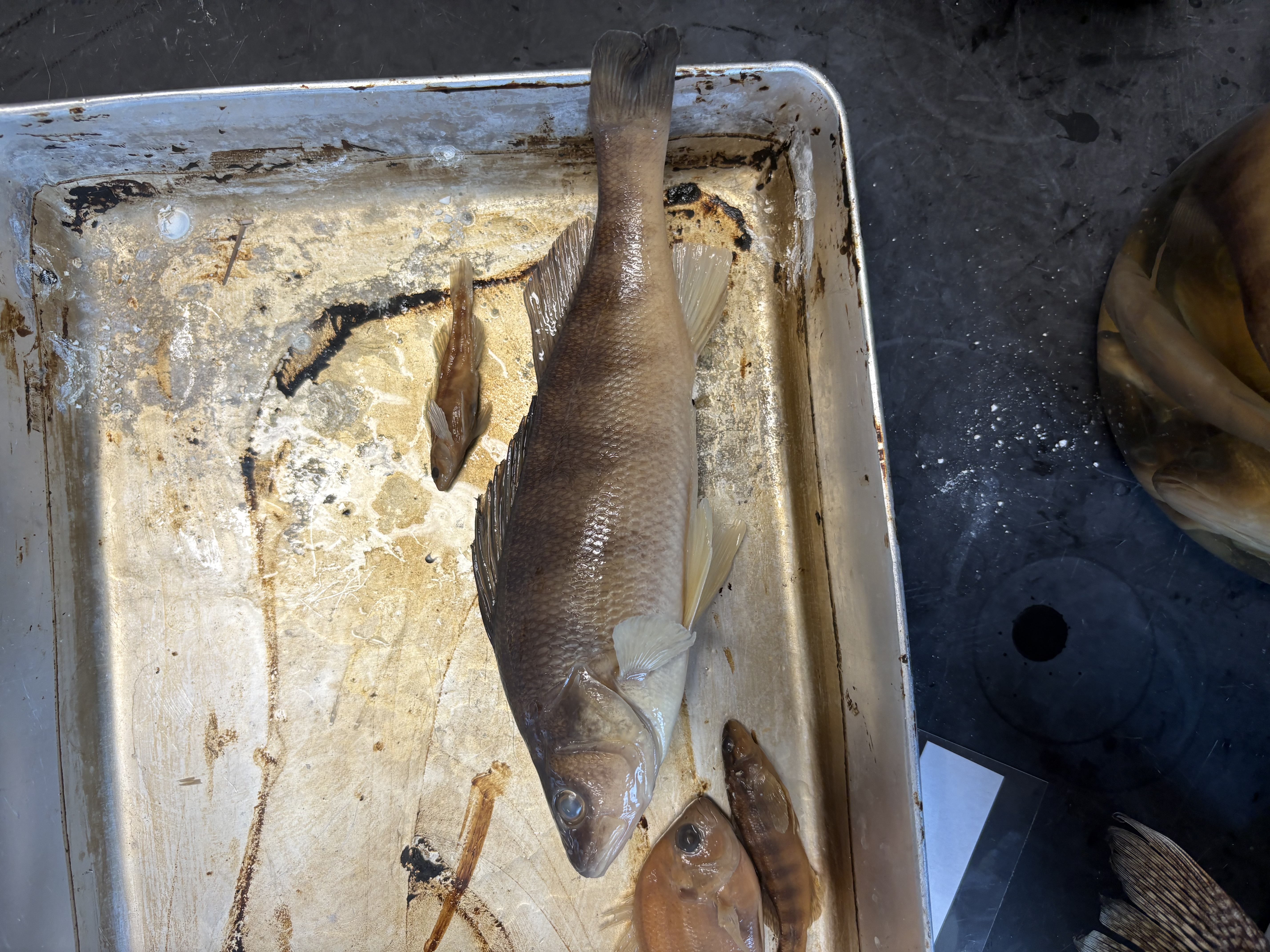 <p>name the superclass, class, order, and common name of this organism</p>