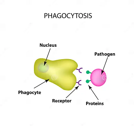 <ul><li><p><span>&nbsp;The consumption of foreign invaders in the body by WBCs</span></p><ul><li><p><span>WBCs are able to recognize foreign invaders by differentiating the infectant from <u>proteins</u></span></p></li></ul></li></ul><p></p>