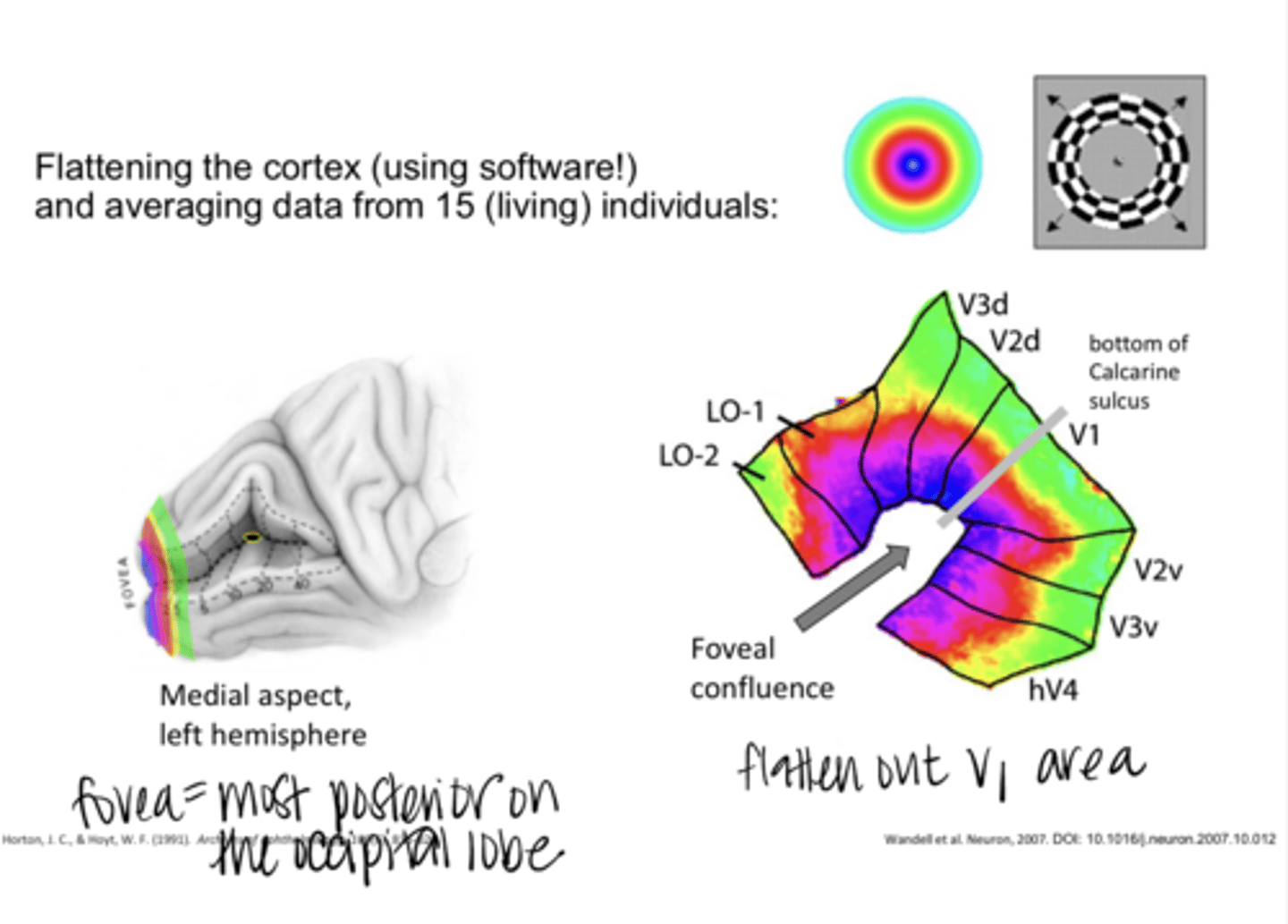 <p>Flattening the Cortex &amp; Mapping of the Foveal Confluence of V1 (Pic)</p>