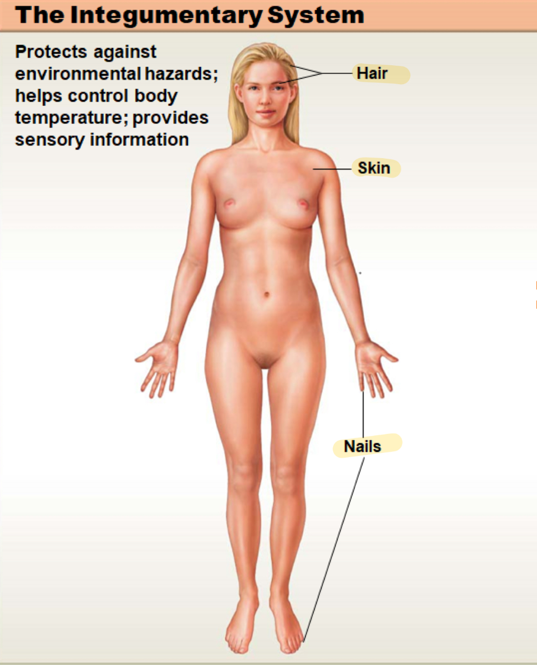 <p>protects against environmental hazards; helps control body temperature; provides sensory information; (not shown) mammary and sweat glands</p>