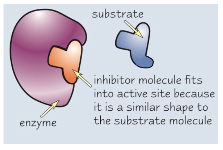 <ul><li><p>Competitive inhibitors have a <strong>similar shape</strong> to the substrate</p></li><li><p>This means <strong>they can bind with the active site</strong> of an enzyme before the substrate can, saturating the active sites</p></li><li><p>The substrate then <strong>can’t bind</strong> and no reactions can occur (competing)</p></li><li><p>however the Vmax does not change </p></li><li><p>e.g. statins </p></li></ul><p></p>