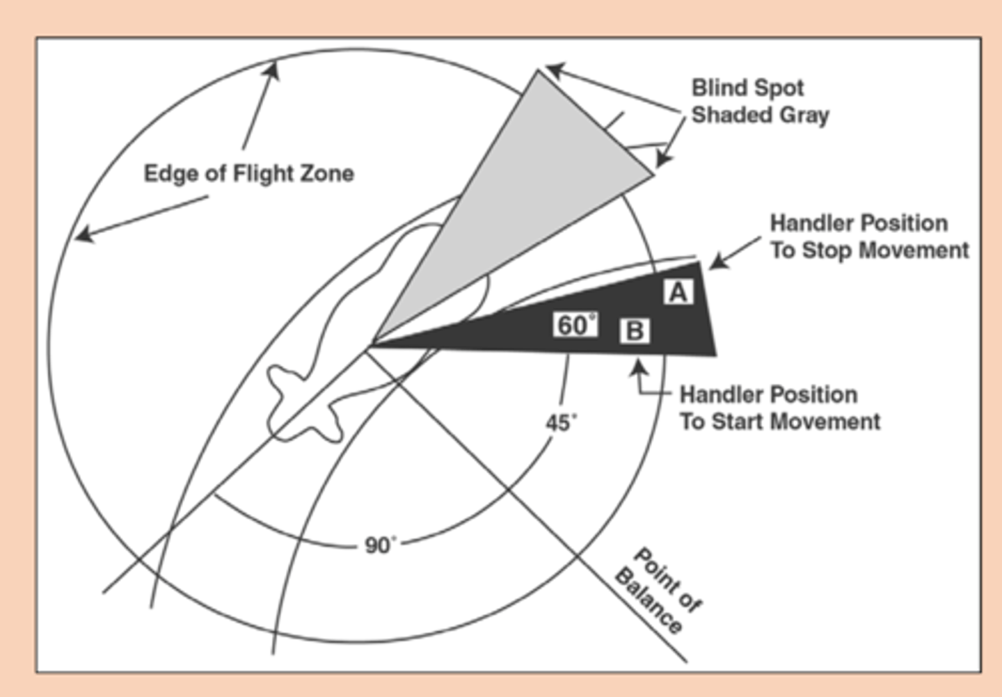 <p>- Enter flight zone behind point of balance; move back and forth parallel to direction of desired movement (Point A and B)</p>