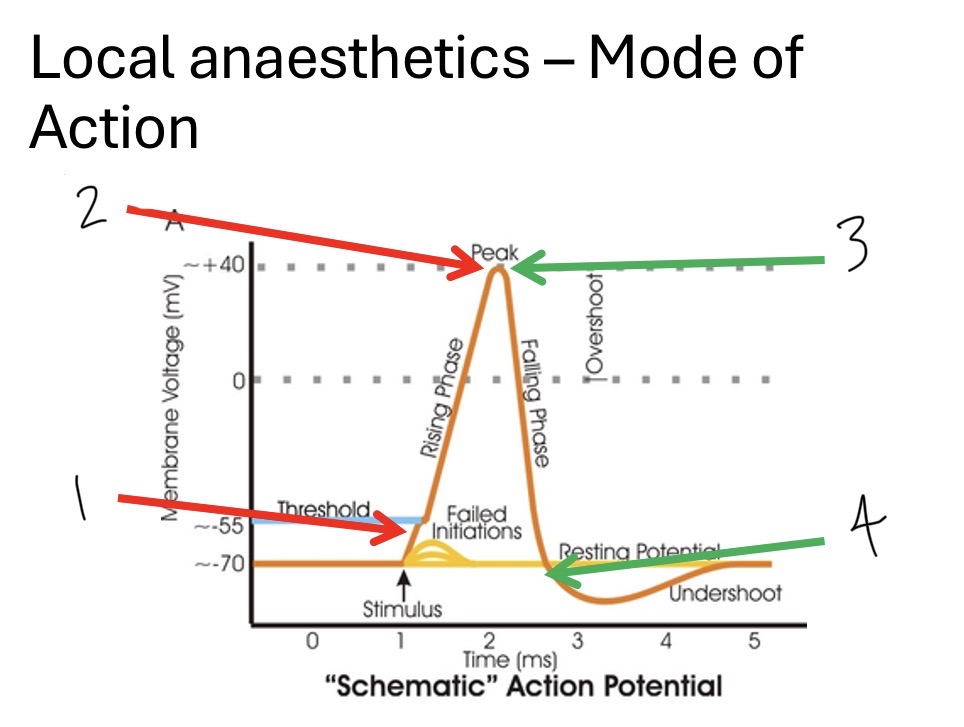 <p>describe what gates are opening/closing at each part of the graph </p>