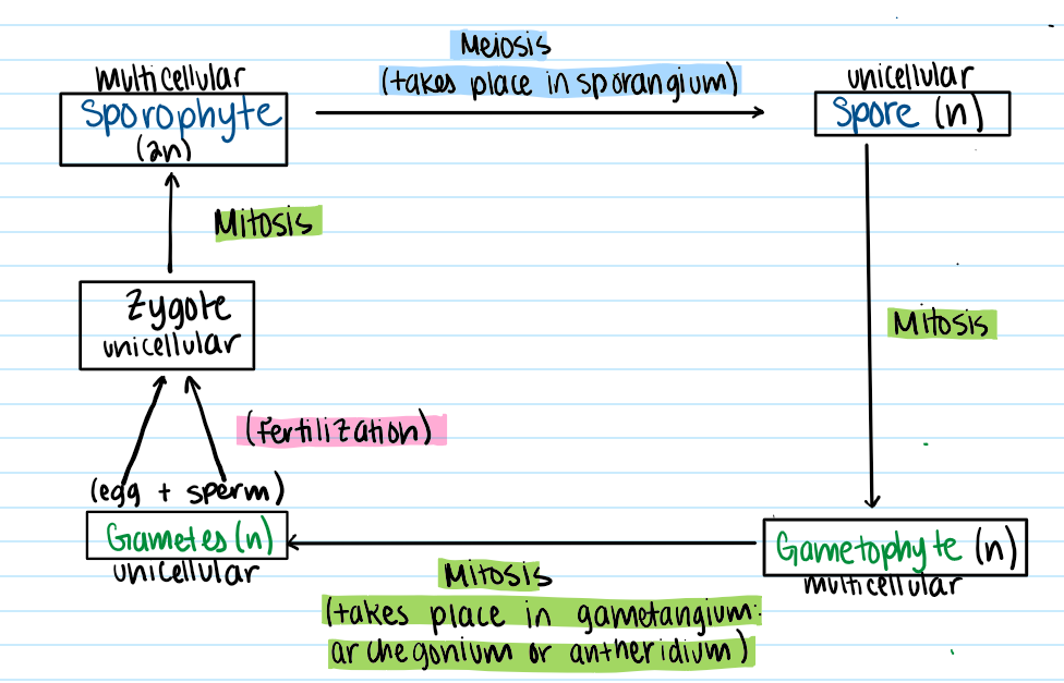 <ul><li><p>Plants have two multicellular phases;</p><ul><li><p>sporophyte (diploid, 2n)</p></li><li><p>gametophyte (haploid, n)</p></li></ul></li><li><p>sporophyte (2n) produces sporangium (2n)</p><ul><li><p>sporangium (2n) produces spores (n) by meiosis</p></li><li><p>Spores (n) develop into a new gametophyte (n) by mitosis</p></li></ul></li><li><p>Gametophyte (n) produces gametangia (n)</p><ul><li><p>Antheridium - produces sperms (n) by mitosis</p></li><li><p>Archegonium - produces eggs (n) by mitosis</p></li><li><p>Egg + sperm fuse (fertilization) into zygote (2n) which develops into a new sporophyte (2n) by mitosis</p></li></ul></li></ul><p></p>