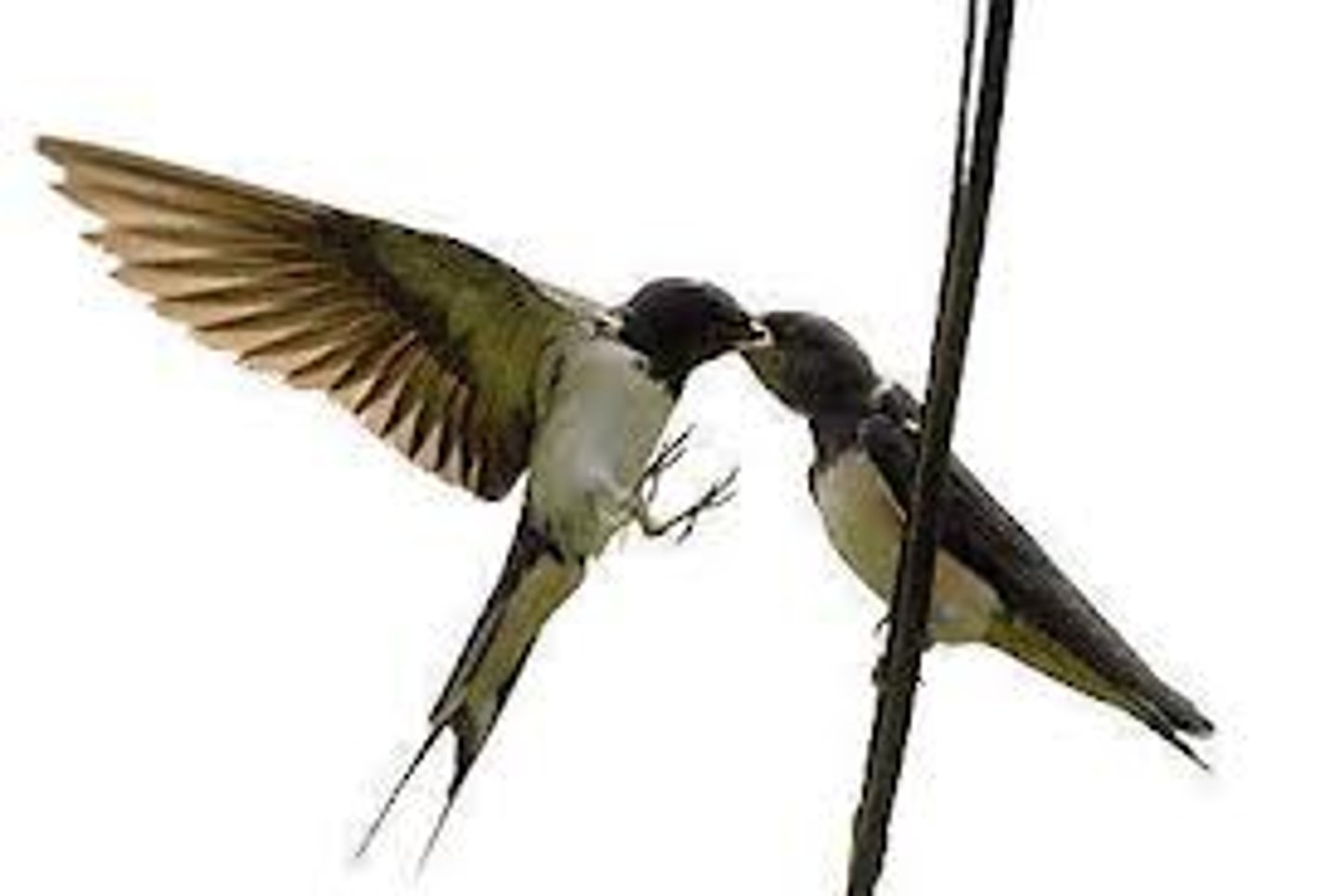 <p>swallow</p>