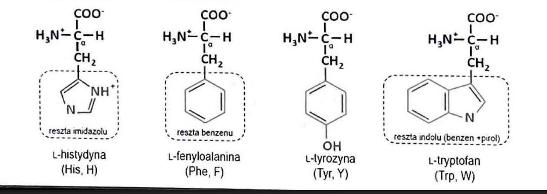 <p>tryptofan, tyrozyna, histydyna, fenyloalanina</p>