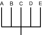 <p>more than two lineages descend from a single ancestral lineage</p>