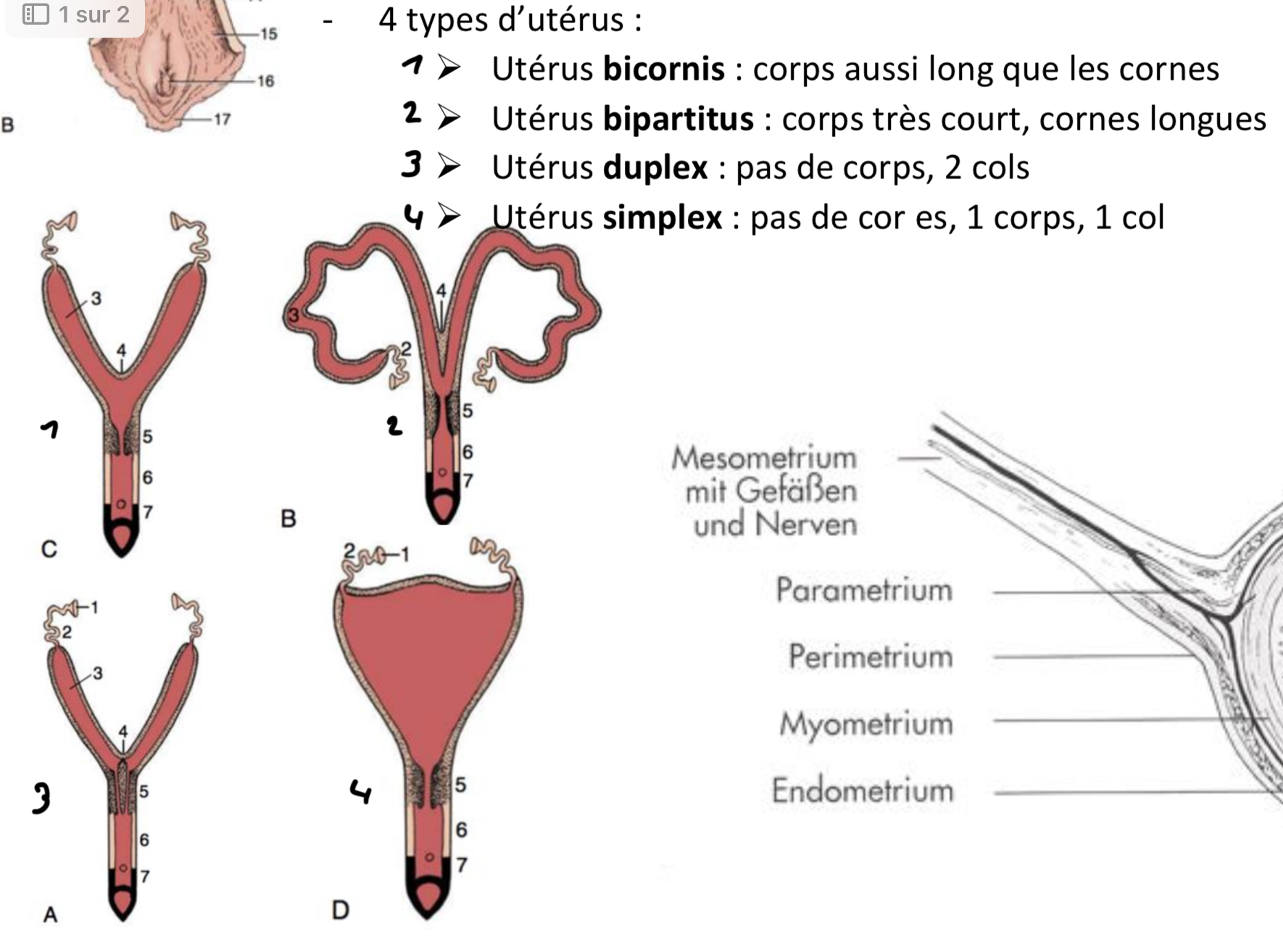 <p>-Utérus bicornis : corps aussi long que les cornes</p><p>➢ Utérus bipartitus : corps très court, cornes longues</p><p>➢ Utérus duplex : pas de corps, 2 cols</p><p>➢ Utérus simplex : pas de cor es, 1 corps, 1 co</p>