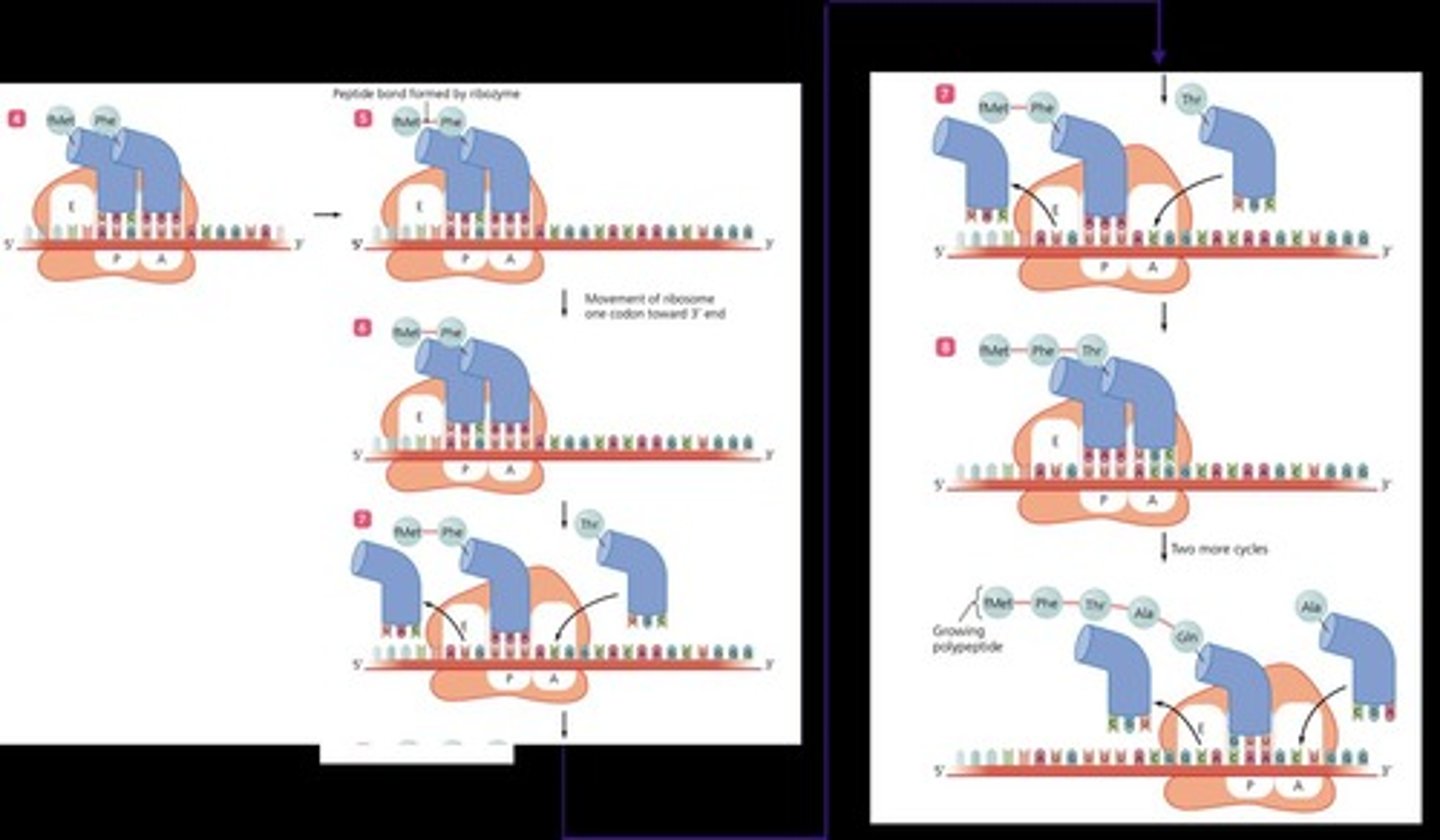 <p>The step where amino acids are added one by one to the growing protein chain.</p>
