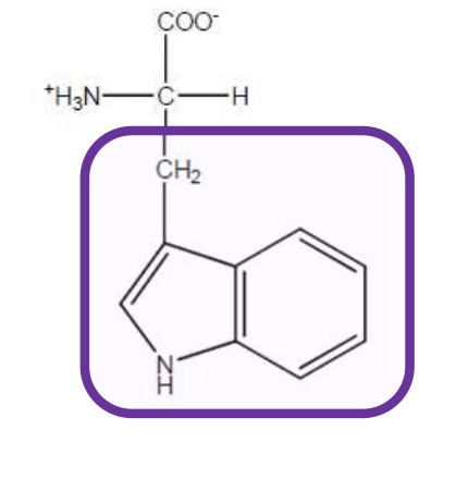 <p>Trp-W-Aromatic and non-polar but has indole ring and all aromatic amino acids can absorb ultraviolet light </p>