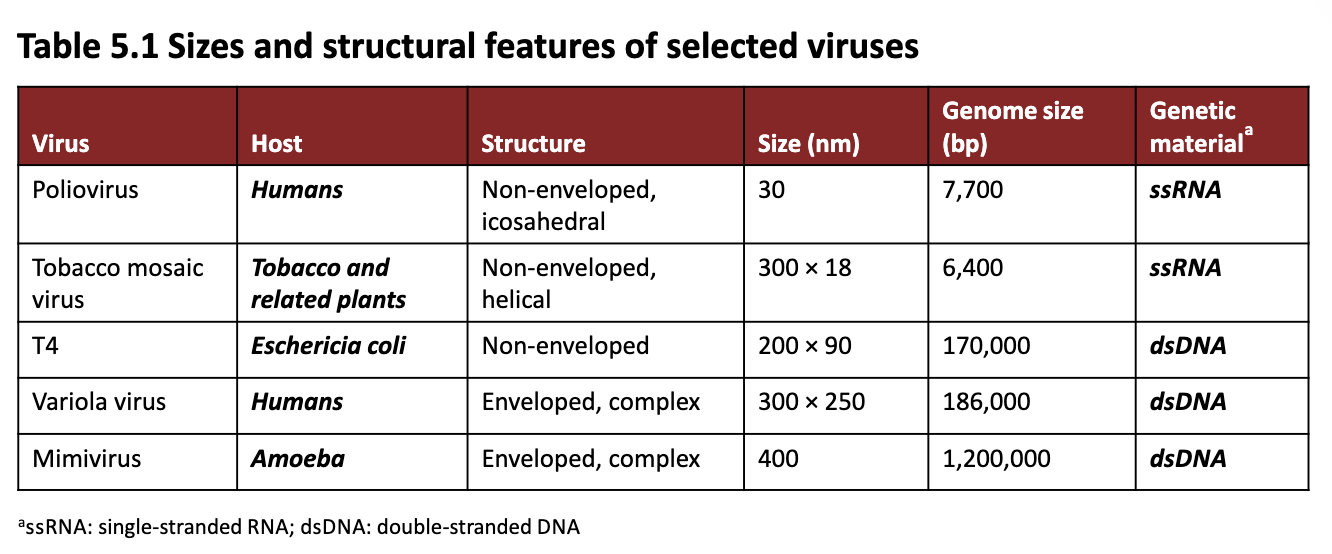 <ul><li><p>Focus on genetic material (ssRNA vs. dsRNA), variation in genome size and size</p></li></ul><p></p>
