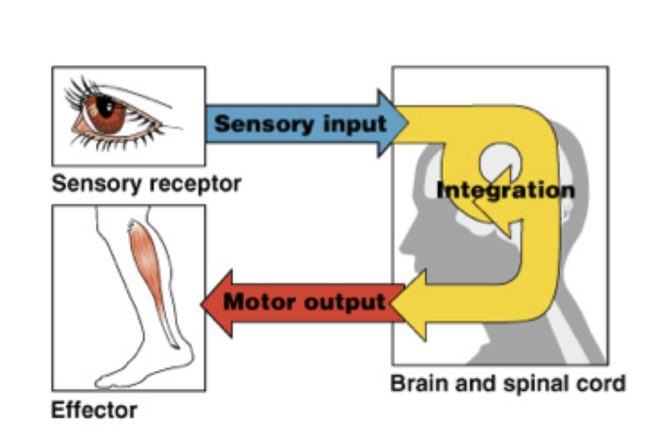<p><span><strong>Motor (efferent division)</strong></span></p>
