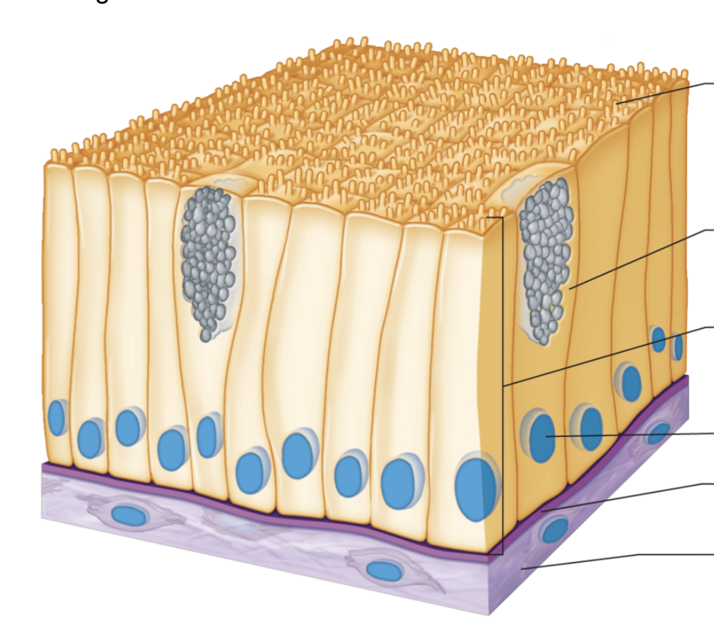 <p>Function: Protection and secretion</p><p>Location: linings of uterus, stomach, and intestines</p>