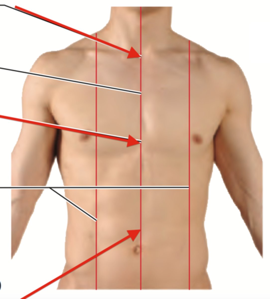 <p>a vertical line down the middle of the sternum</p>
