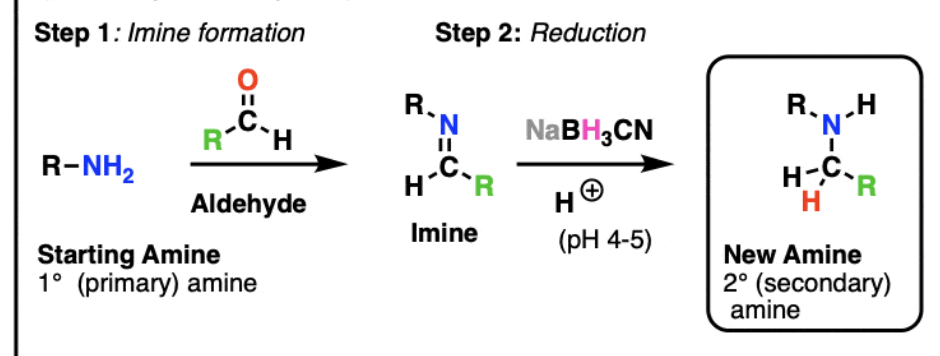 <ul><li><p>create an imine from an aldehyde or a ketone then reduce it with NaBH3CN to make an amine</p></li></ul><p></p>