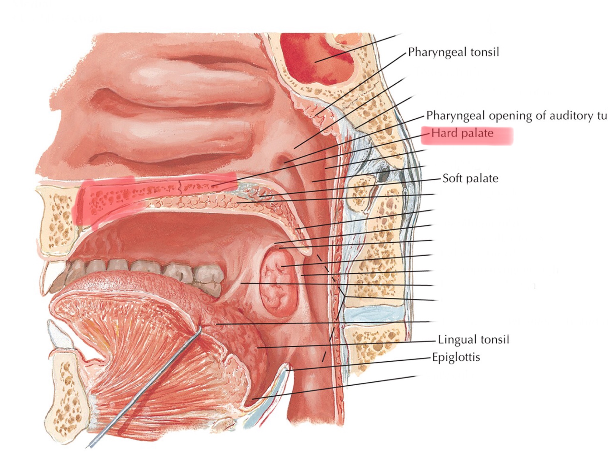 knowt flashcard image
