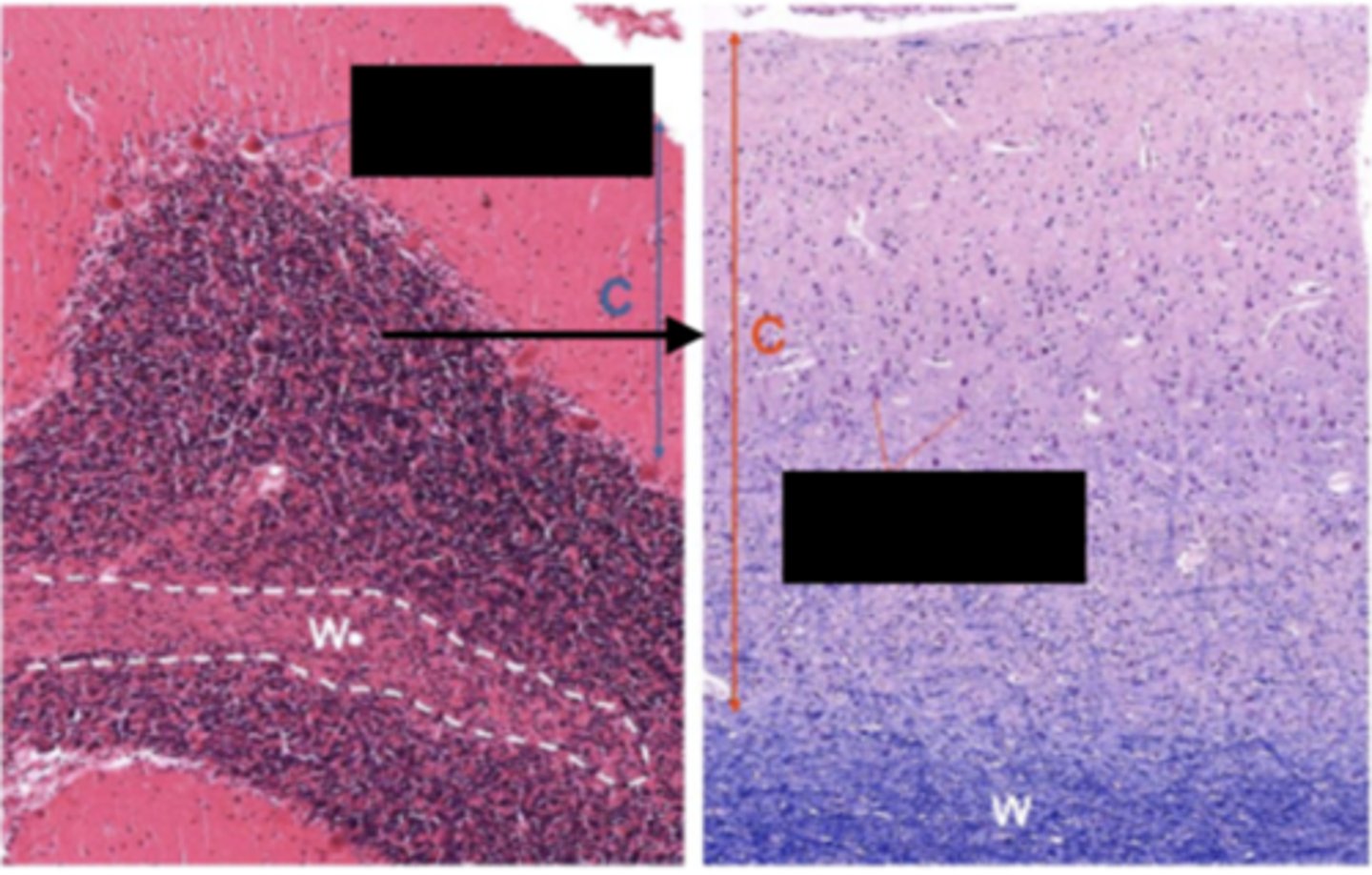 <p>Identify the region of the organ</p>
