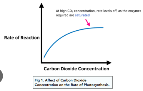 <p><span>As CO2&nbsp; increases, the rate increases because <strong>CO2 is a substrate</strong> so there is <strong>more to collide </strong>with RUBP and Rubisco enzyme so the reactions go faster but level off when all of the <strong>enzymes are busy</strong> and also <strong>limited </strong>by RUBP and NADPH and ATP to keep the reactions going.</span></p><ul><li><p><span><u>Practical application:&nbsp;&nbsp;</u></span></p><p><span>CO2 doesn’t change in the air, but when <strong>stomates close</strong> because it is too hot, the <strong>CO2 keeps decreasing</strong>, slowing the rate of photosynthesis</span></p></li></ul><p></p>