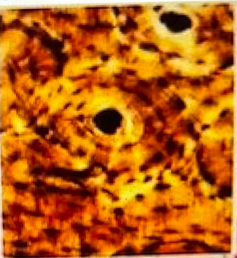 <p>What tissue is this?</p>