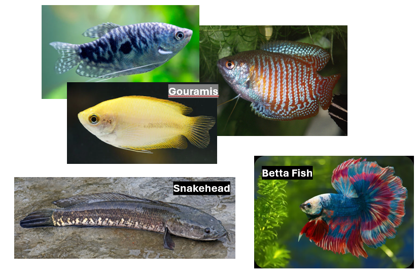 <p>Clade of <strong>gouramis, betta fish, </strong>and snakeheads</p>