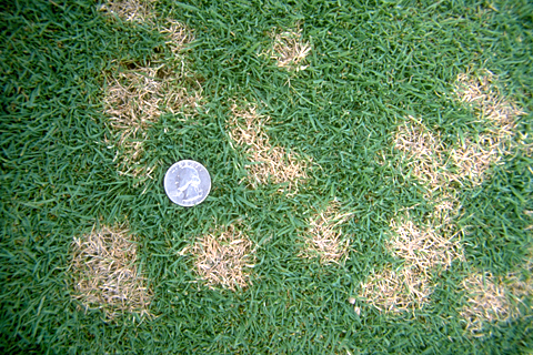 <p>Dollar Spot</p>
