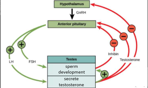 <p>-Equivalent to what is occurring in women just shorter</p><p>-LH—secrete testosterone—leading to sperm development and testosterone release</p><p>FSH- sperm development and the release of inhibin</p>