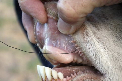 <p>what is the black line pointing to in the goat?</p>