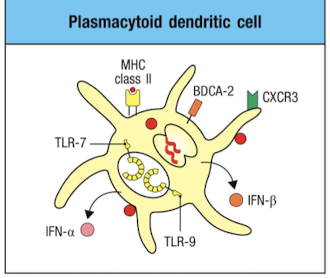 <ul><li><p>respond to viral infection by secreting large amounts of type I interferons</p></li><li><p>dont stimulate naive T cells</p></li></ul><p></p>