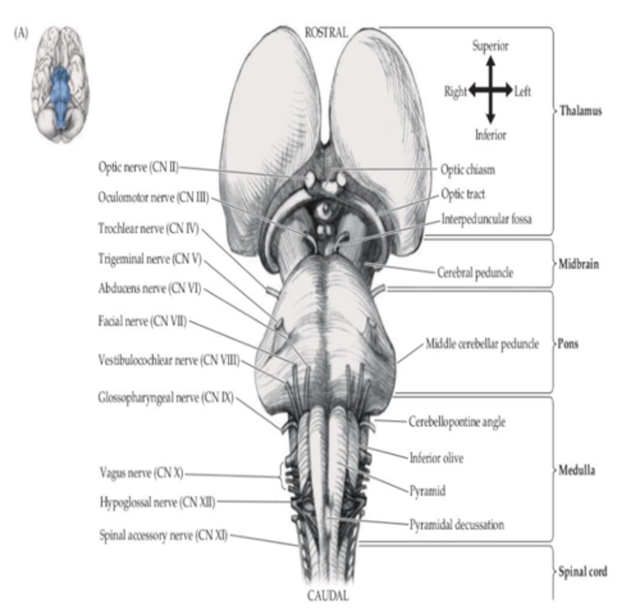 <p>- Midbrain</p><p>- Pons</p><p>- Medulla</p>