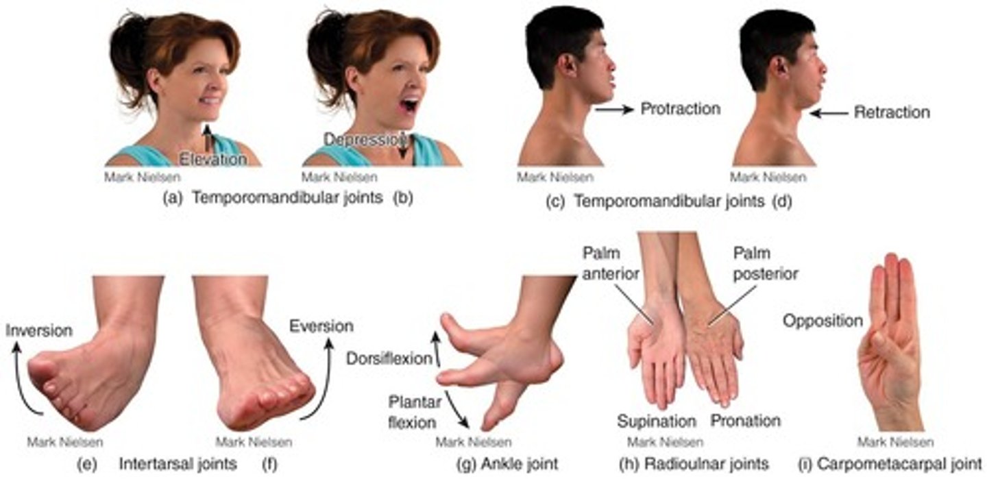 <p>Includes gliding, angular movements, and special movements.</p>