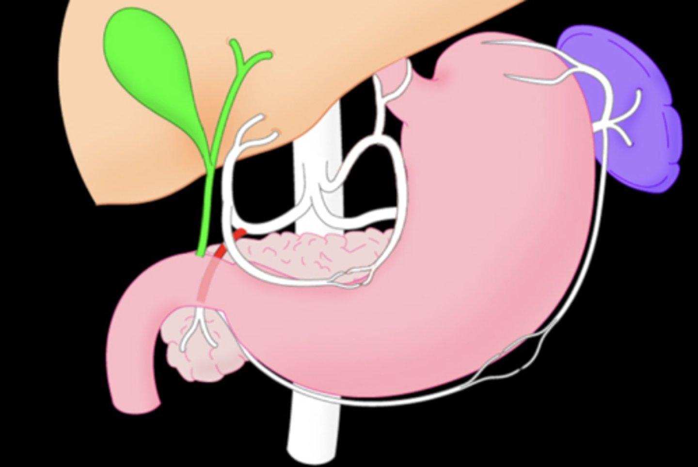 <p>Branch off the hepatic artery that goes behind the duodenum to the pancrease</p>